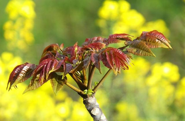 含油脂较多,看上去就非常鲜嫩,但会发现还有另外一种是绿色叶子香椿