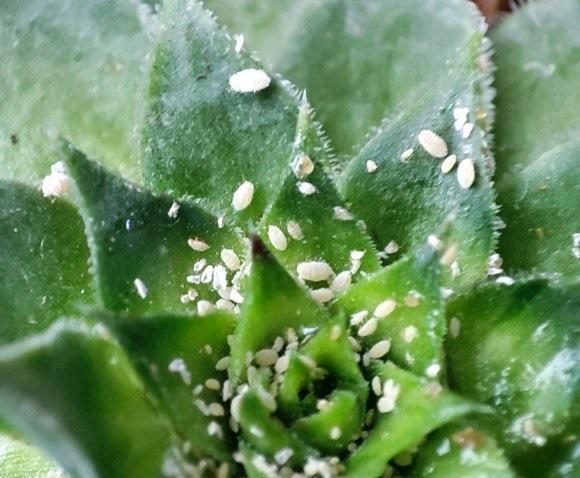 多肉有了蚧壳虫小白药安排上洒在花土里彻底杀灭蚧壳虫