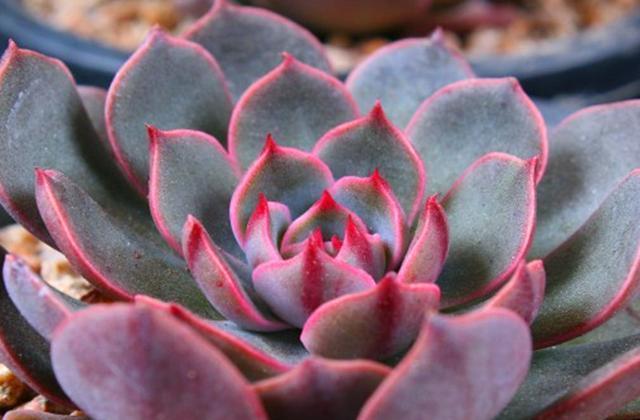 夏天也不怕阳光直射的多肉圣路易斯