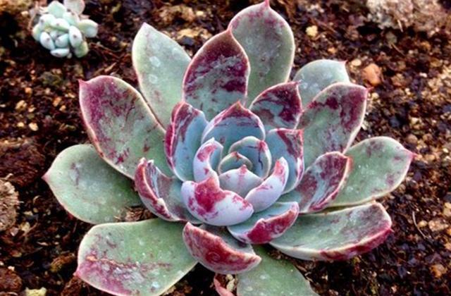 夏天也不怕阳光直射的多肉圣路易斯