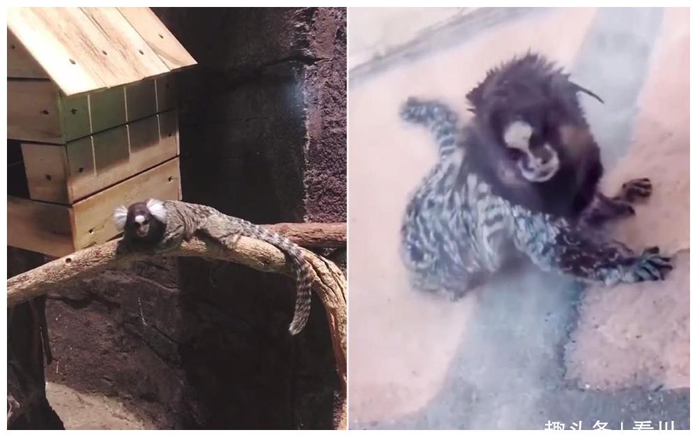 动物园现"人面动物"吓坏游客:神似山海经人面兽