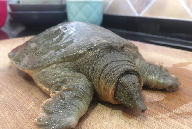 甲鱼这样处理才更干净,炖出来的汤又浓又白,没有油花特好喝__财经头条