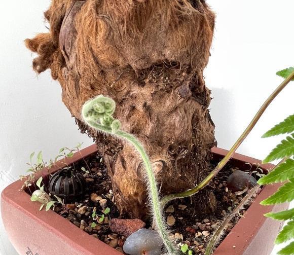 客厅养绿植,选择金毛狗蕨,养在水里,再也不用担心浇水问题_高清图集