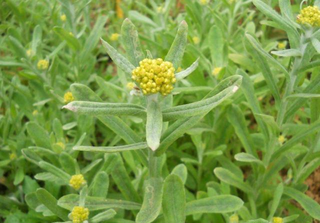 这野草,俗称鼠曲,农村常见,祛火降压特别好,遇见别错过!