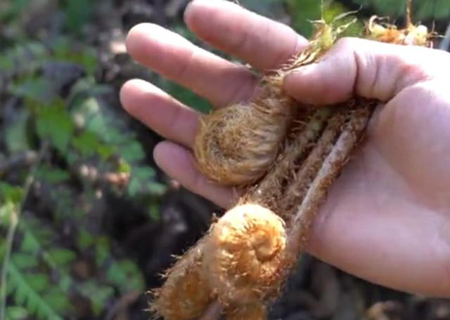 农村地区的山林里边长满了野生牛毛广一下子就摘了一大筐
