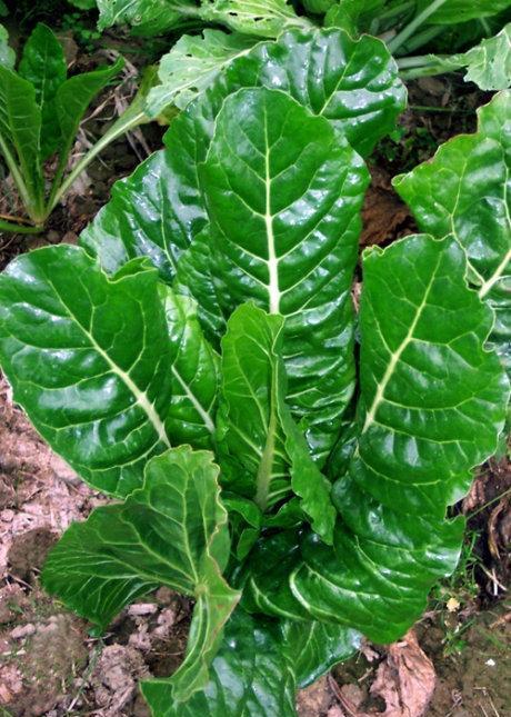 猪乸菜包,真的愿意当一只猪