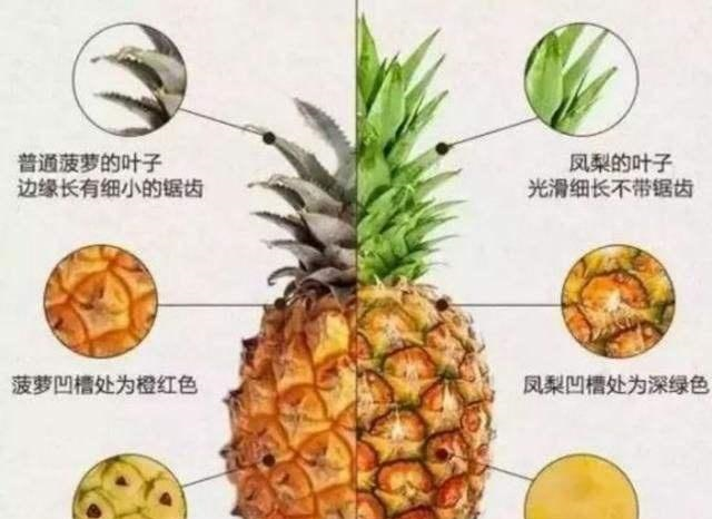 菠萝结构图解图片