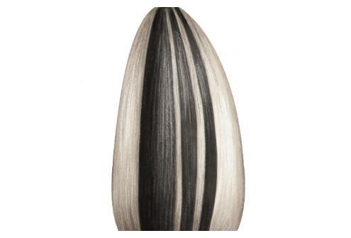 你见过比手掌还大的"瓜子"吗?吃一颗就管饱,网友:不敢吃