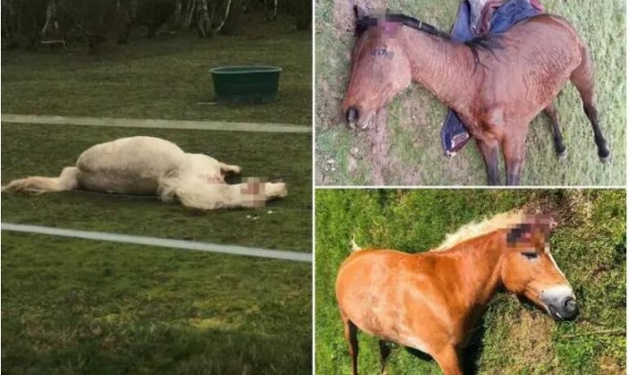 割耳朵 挖眼睛 陈尸草原,法国系列"杀马案"令人发指