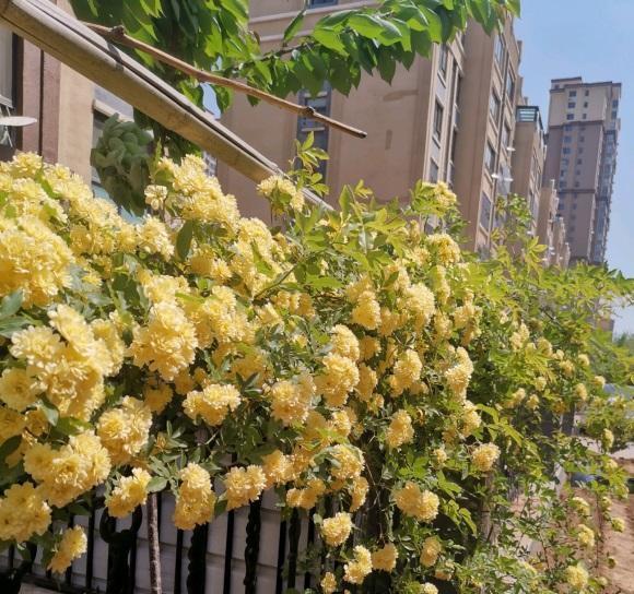 庭院养花木香花是首选花期开放时间长春夏季节不招虫