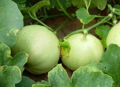 香瓜里面长豆芽,究竟是香瓜出了轨,还是豆芽劈了腿?