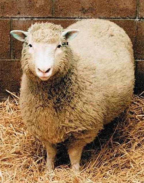 生物课本上著名的克隆羊多莉,如今怎么样了?结局令人后怕__财经头条