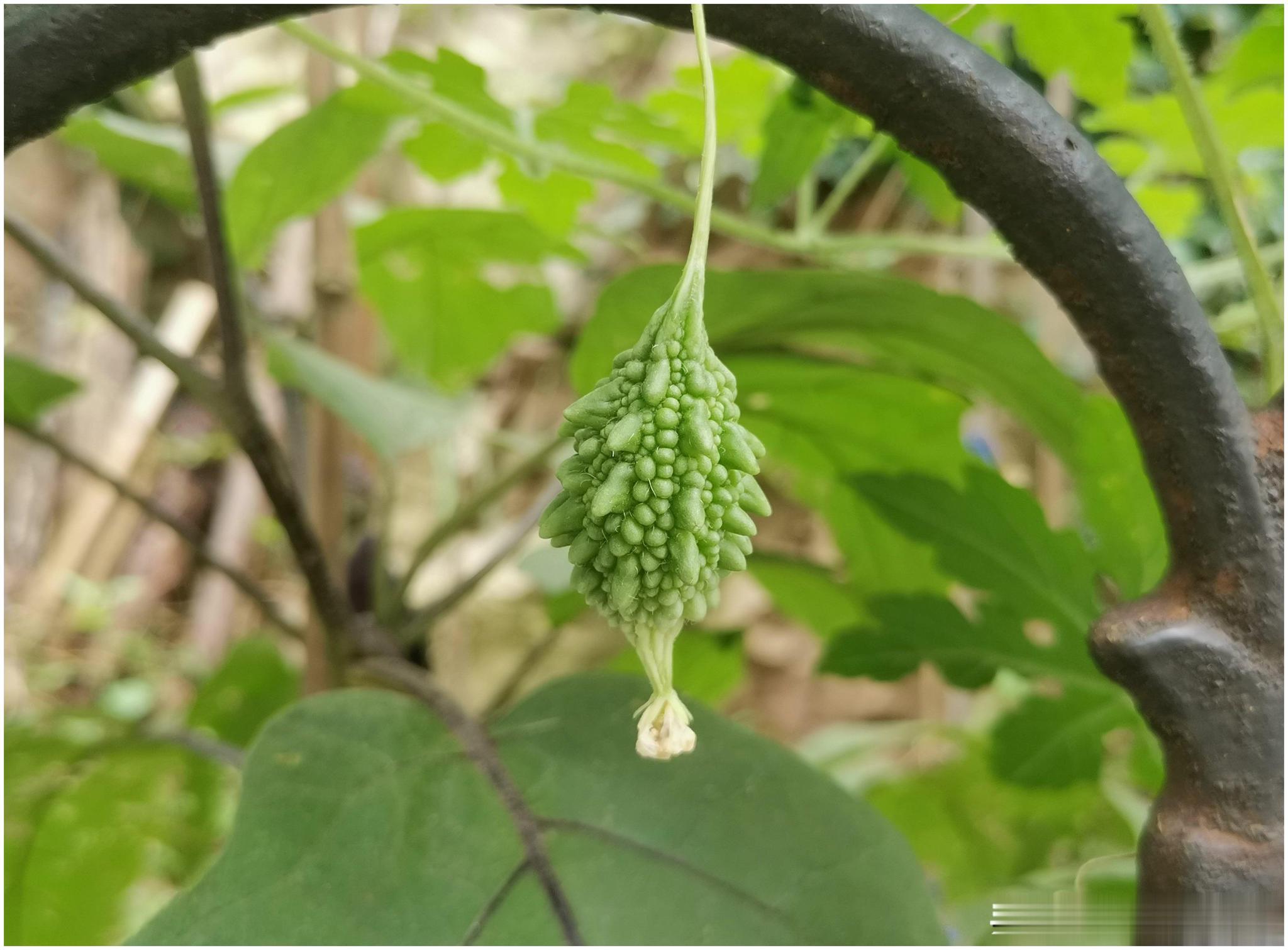 不管你承认不承认,"金铃子"就是苦瓜__财经头条