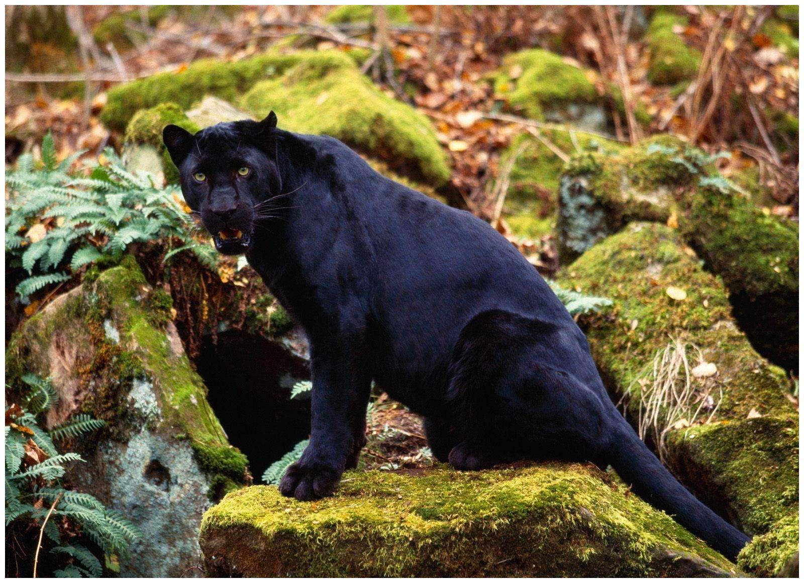 黑豹和花豹结为夫妇,颜值颇高,镜头感强