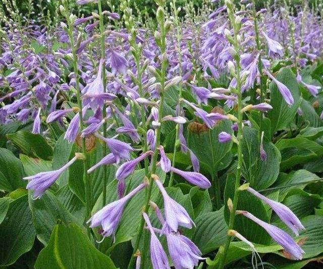 光照不充足的阳台和花坛种什么花合适 玉簪花是不错的