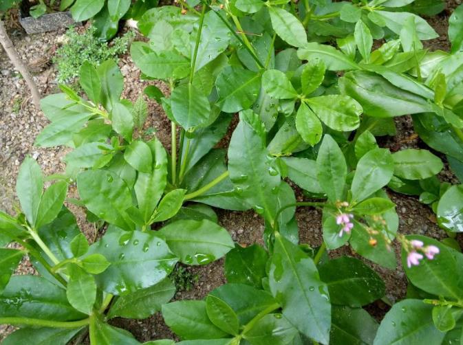 农村老家的土人参叶子可以炒着吃价值珍贵很多人不认识