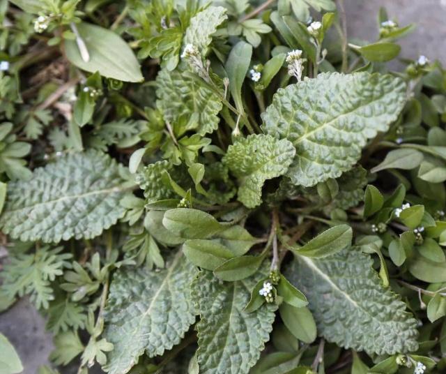 农村一种植物,人称"雪见",名字好听价值比较大,煎鸡蛋是一绝