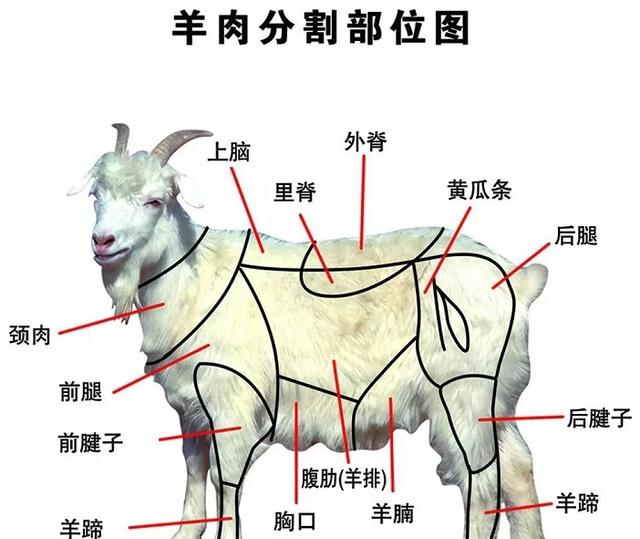 买羊肉时懂吃的人专买3种羊肉这是羊肉三宝美味又实惠