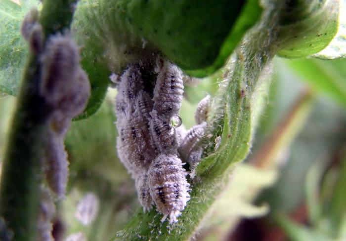 每逢春暖花开,万物复苏时,蚧壳虫就会变得无比活跃