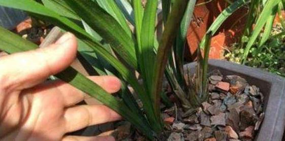 养花土不会消毒 教你3招常用土壤消毒小技巧 快试试吧