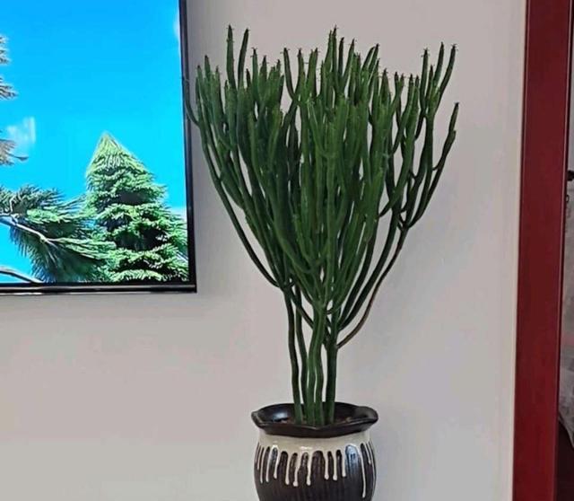 光棍树也叫绿玉树,能养出一米多高的桩子,颜色清脆别有一番韵味_高清