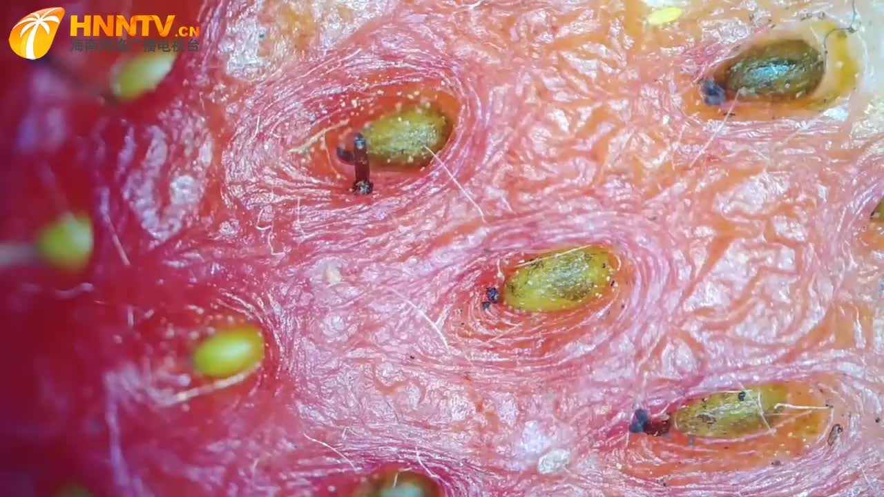 用高倍显微镜看草莓后,显示出来的图像