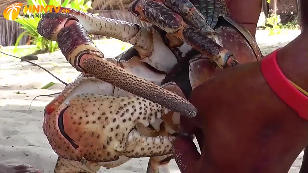 会徒手开椰子的椰子蟹,破坏力真的要强大,轻松一招夹开椰子