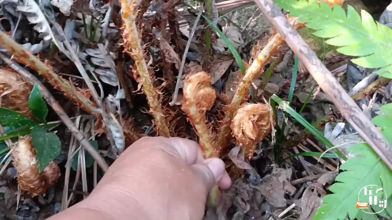 林哥又发现一种蕨菜形状长得像棒棒糖掰开后好别致