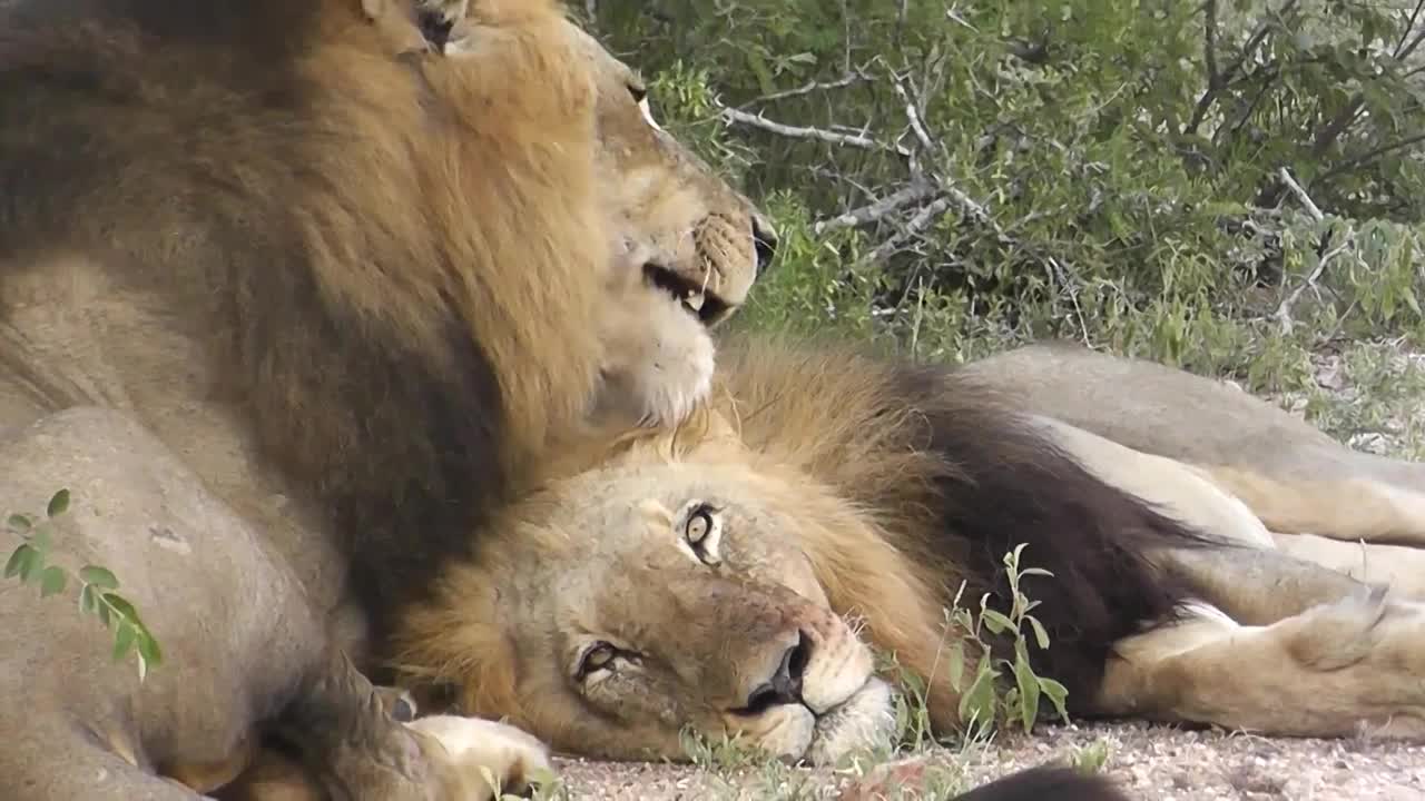 两头雄狮兄弟情深