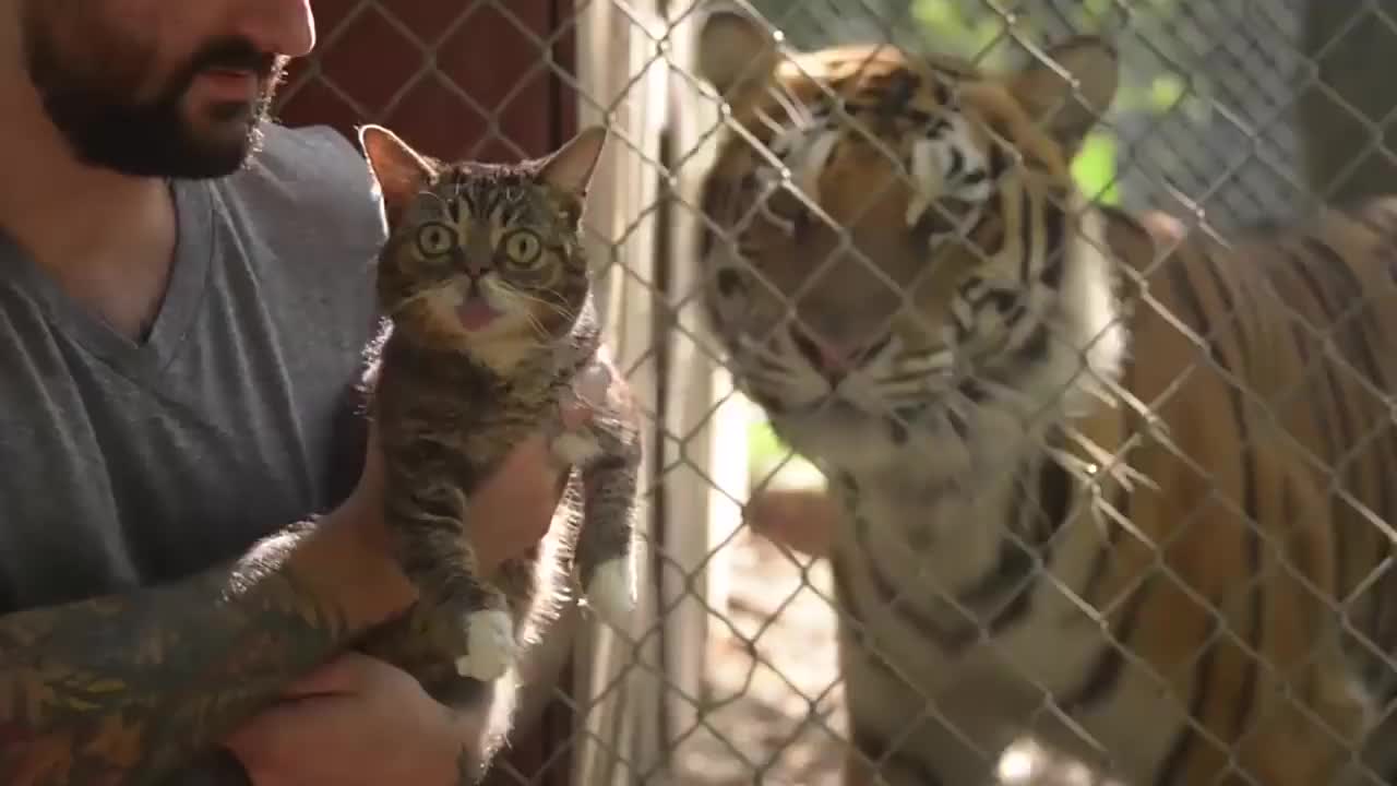 猫咪第一次见老虎,变了模样,不想老虎的反应更大