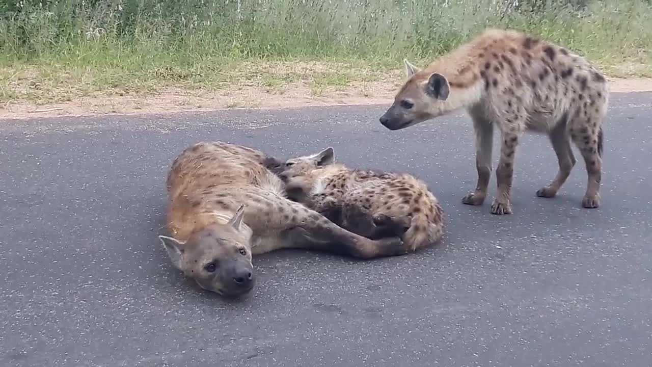 在公路上吃奶的小鬣狗