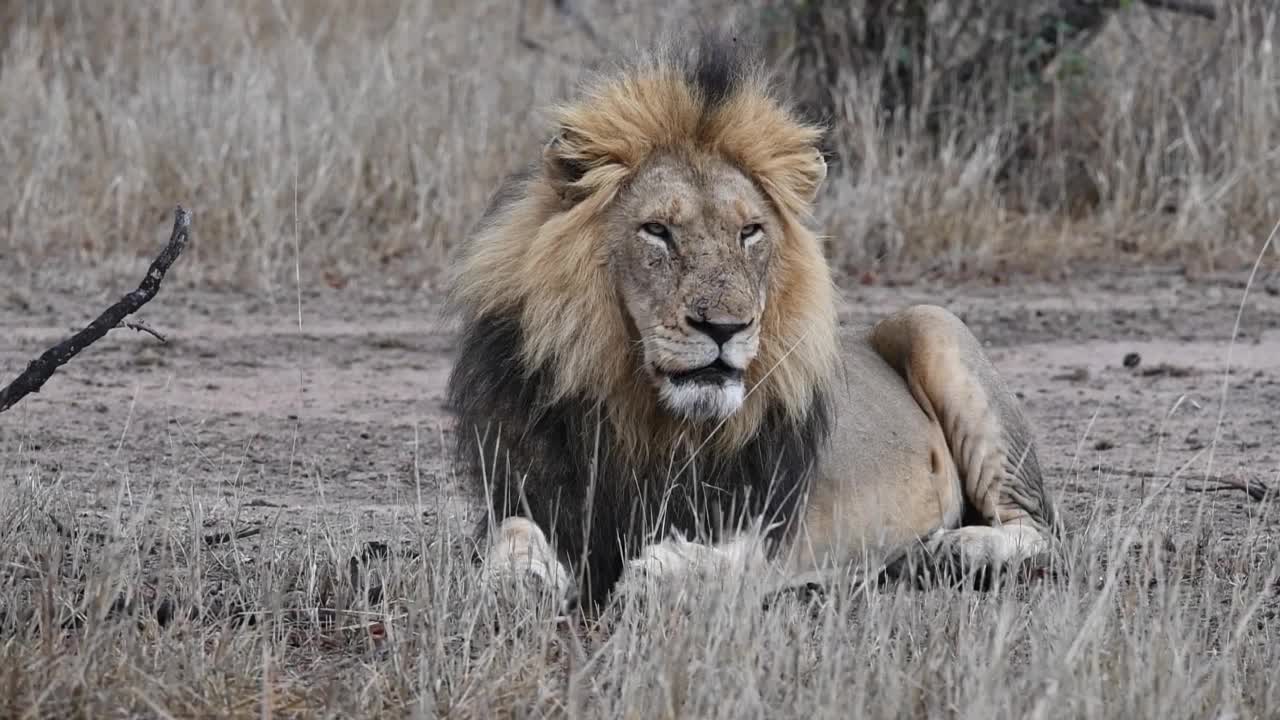 威武霸气的一代狮王,带你近距离观摩