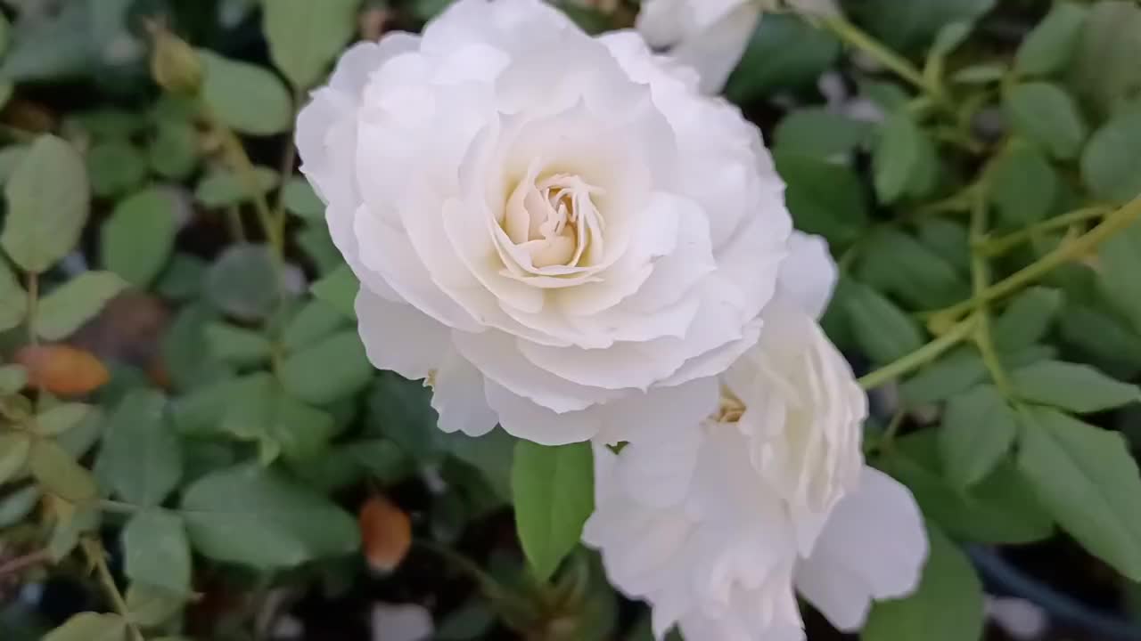 白色系月季品种推荐,几乎一年四季都在开花,适合阳台垂吊