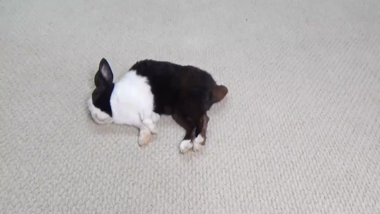 主人一碰兔子尾巴它就拉出一粒粑粑这是什么神奇的开关