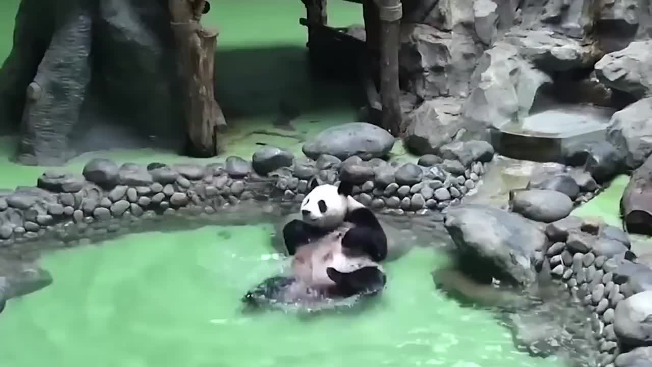 大熊猫泡澡的姿势五花八门却总能击中你的萌点不愧是国宝啊
