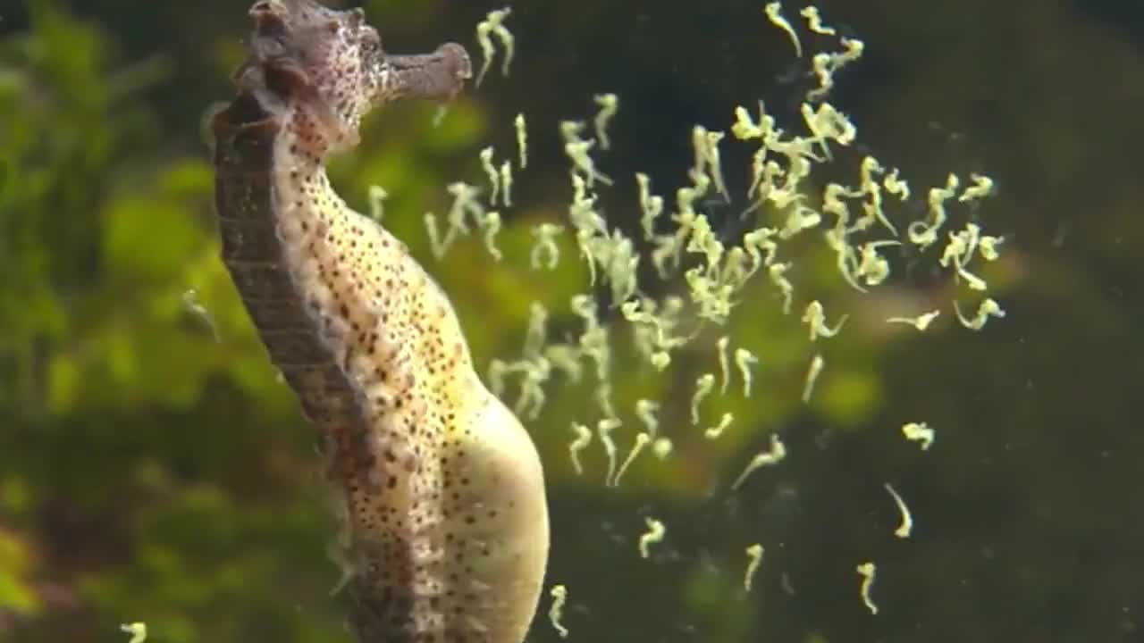 雄海马生孩子挺着大肚子疯狂抽搐画面太精彩了