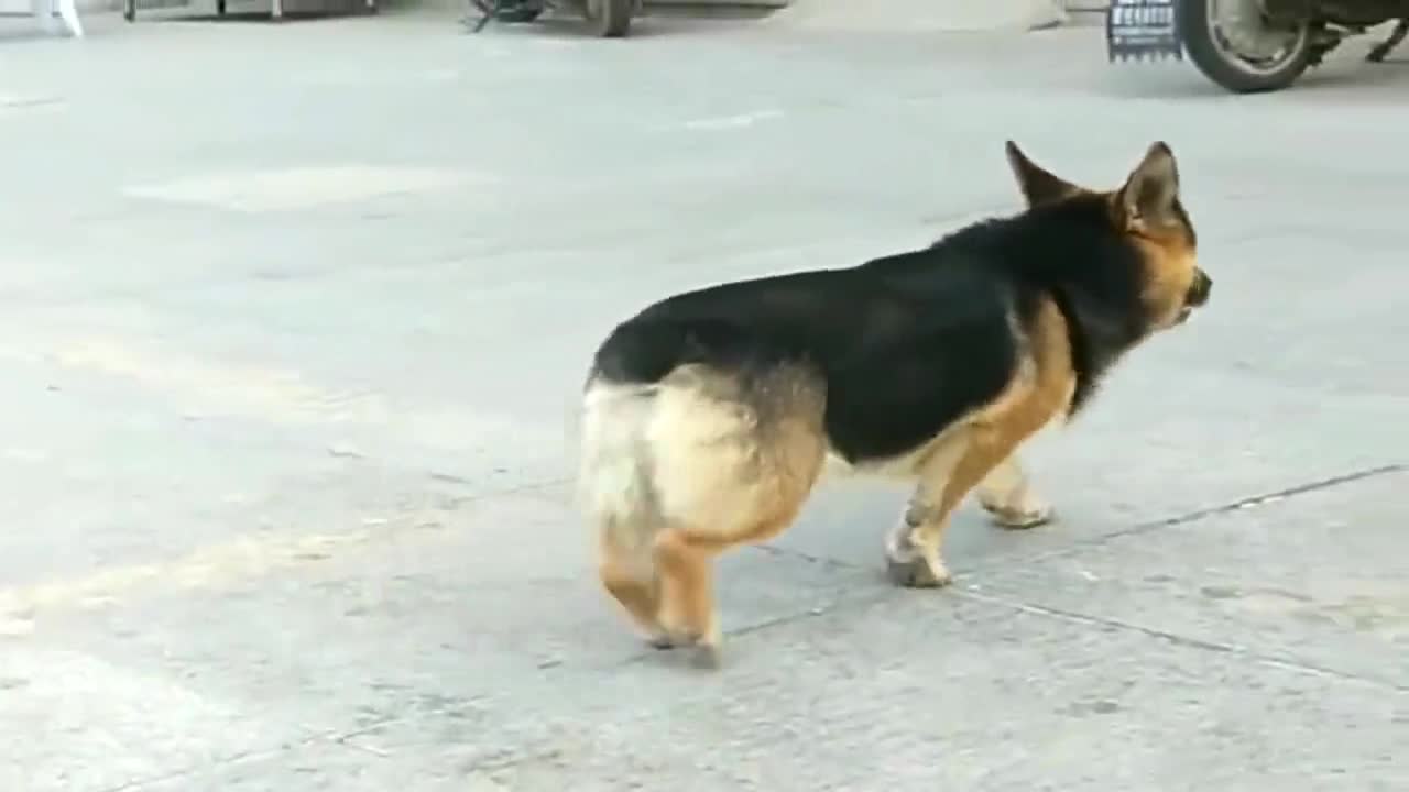 这是德牧还是柯基