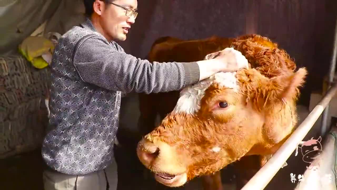 牛犊怎么饲养才不会生病小薛教你几招现学现用