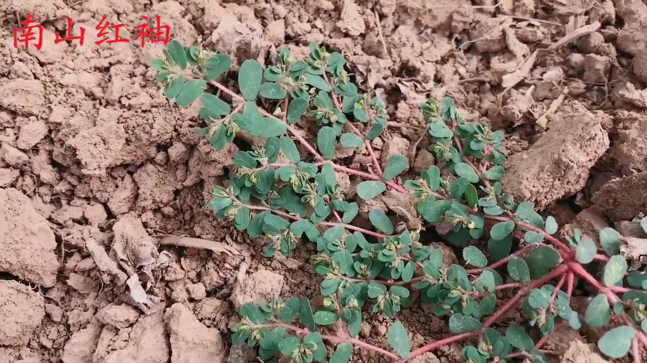 奶浆草一种通乳下奶的植物农村很常见别再当草拔掉了