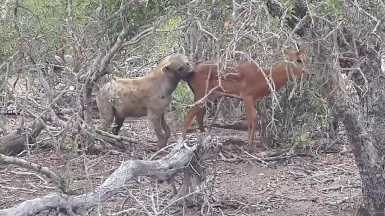 落单的羚羊,被鬣狗死死咬住无法挣脱,这下羚羊可有的受了!