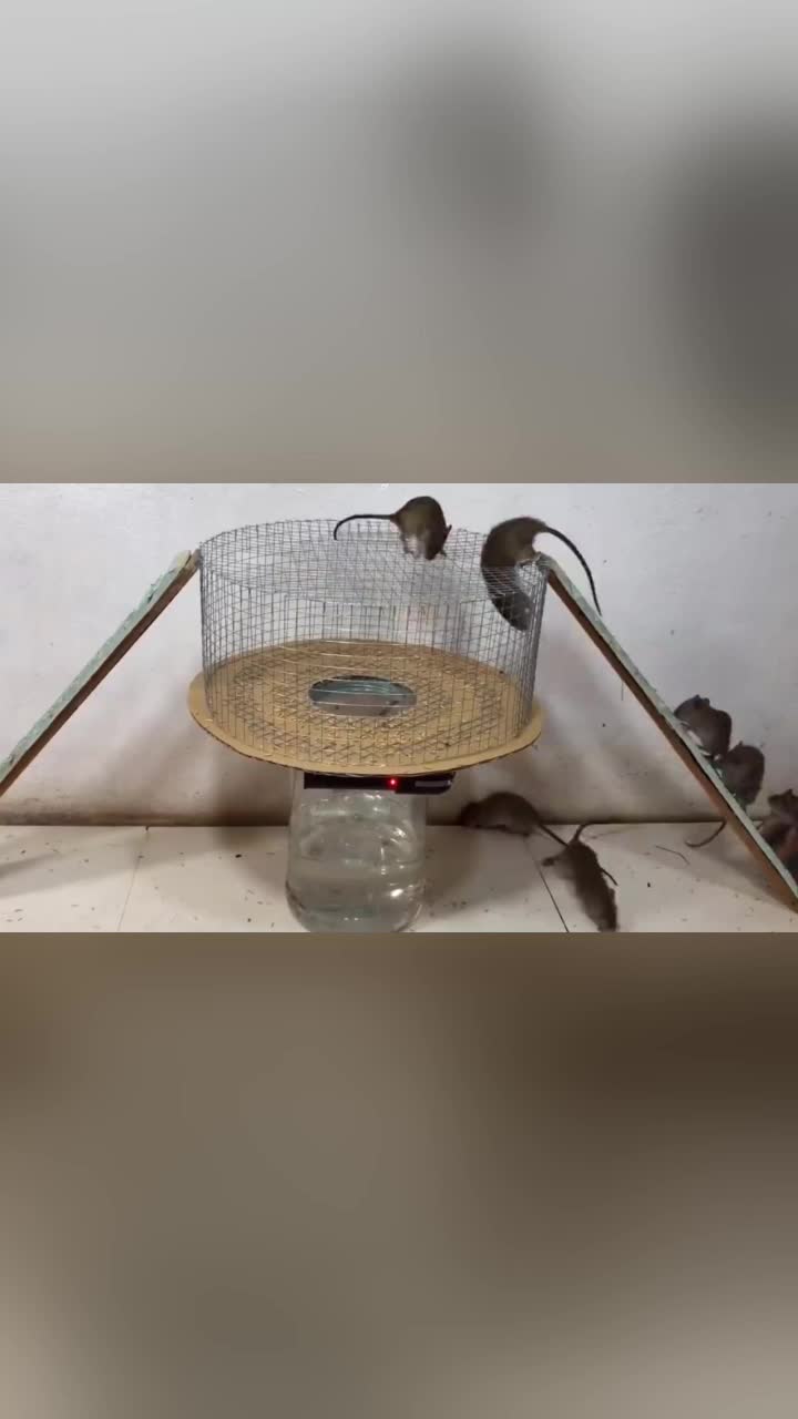 气的直跳脚男子发明电击捕鼠器老鼠被电的飞起