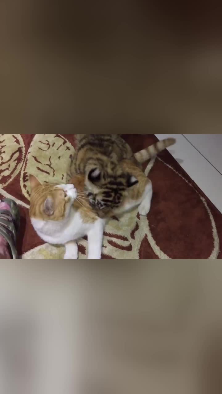 刚出生的小老虎第一次见到猫咪扑上去又亲又咬真是太呆萌了