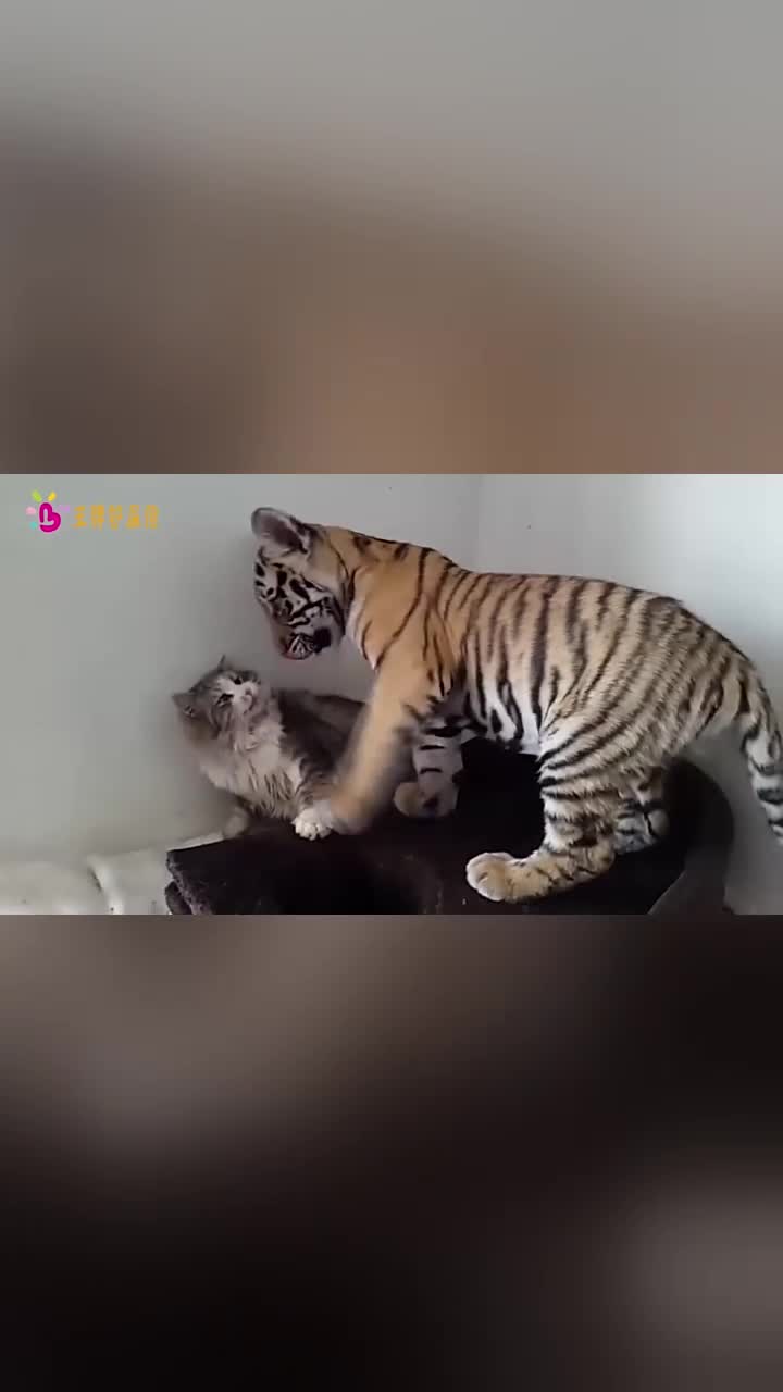 当老虎遇到猫咪会发生什么呢扑上去亲了又咬镜头记录全过程