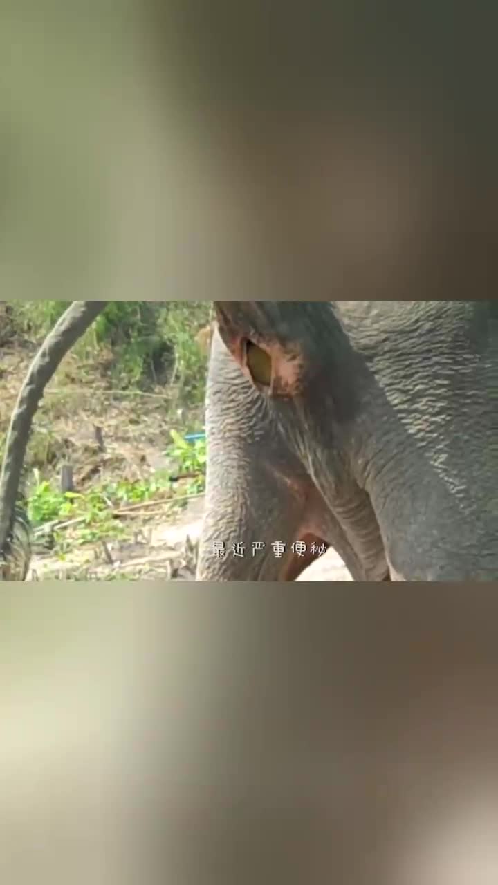 大象严重便秘兽医决定为其灌肠不料粪便瞬间一泻千里