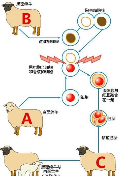 生物课本上著名的克隆羊多莉,如今怎么样了?结局令人后怕__财经头条