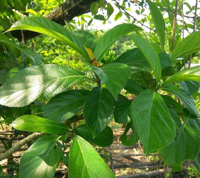 这种植物叫对叶榕汁液似牛奶果实和无花果很相似可别混淆了