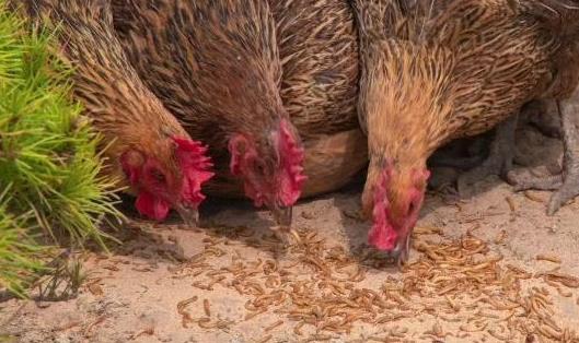 自己养虫子喂出真土鸡方法简单效果显著