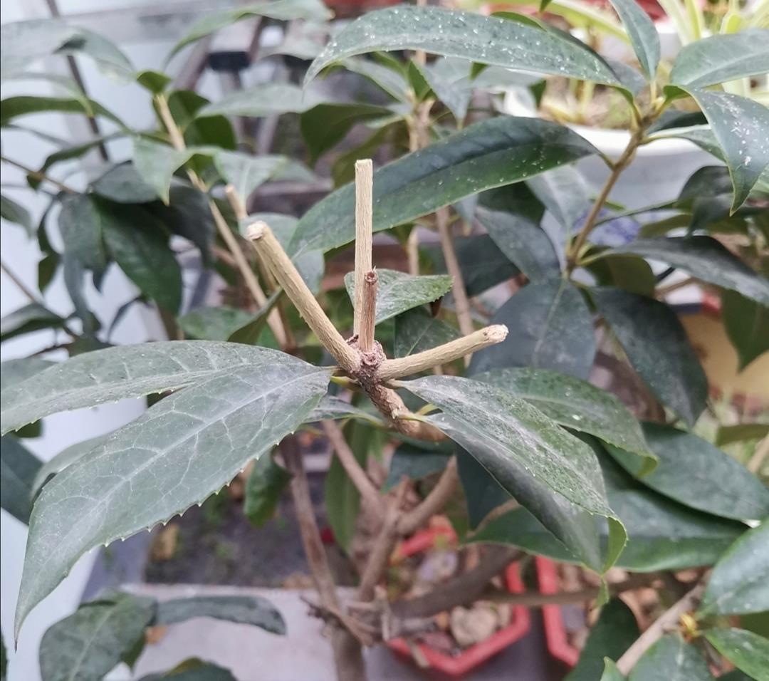 桂花开始生长提前剪剪枝做好这几件事新芽旺盛