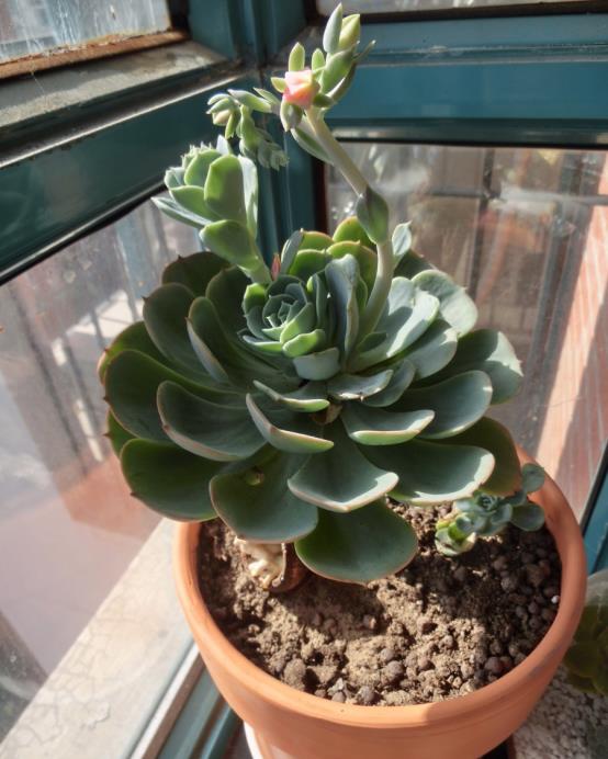 家庭盆栽多肉玉蝶想养得好这4点得先落实好