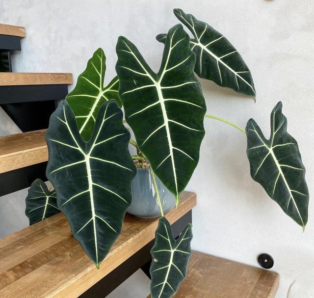 7种大叶花没光照也开爆盆养在客厅里高贵又旺家